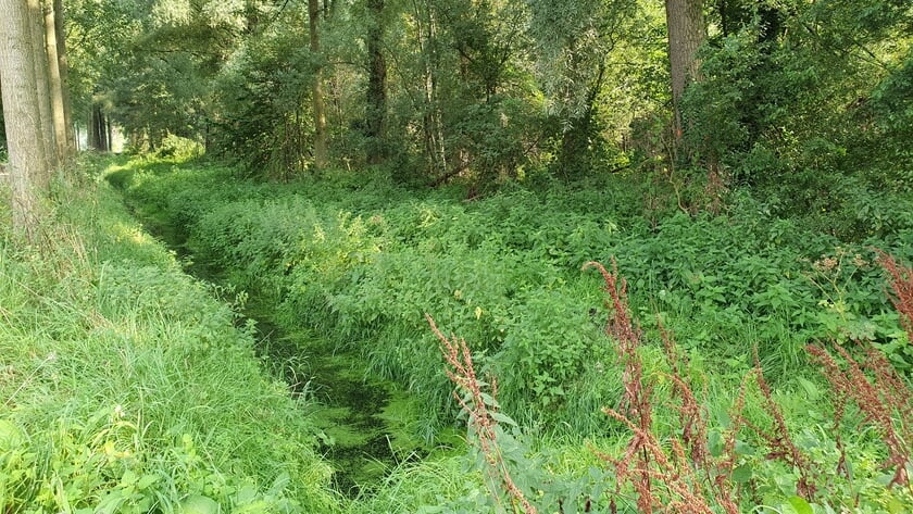 Verbod op gebruik beek- en slootwater uitgebreid naar hele Dommelgebied