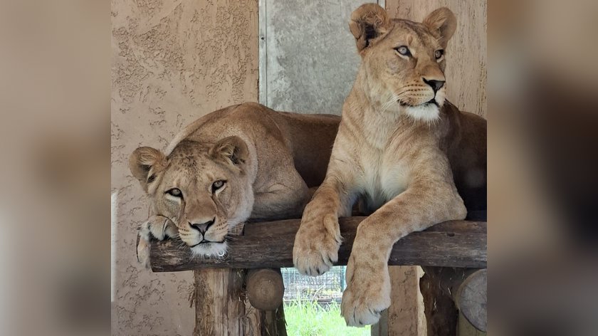 ZooParc verwelkomt twee leeuwinnen na vertrek leeuwenbroers