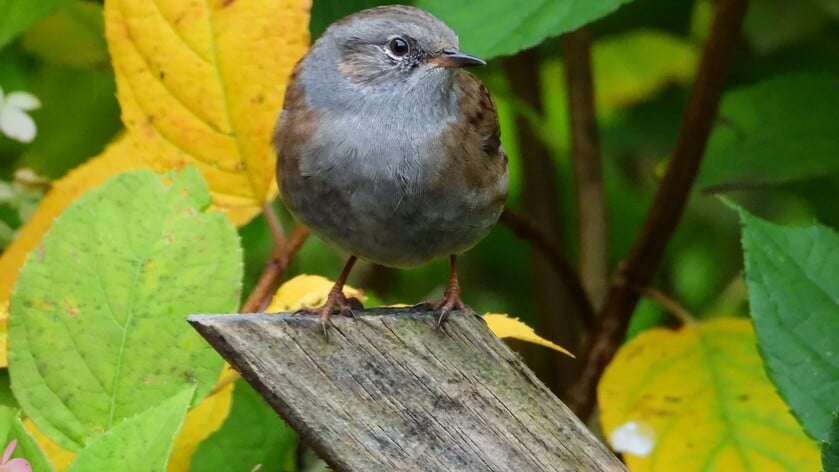 Herfstfoto’s van Rooienaren
