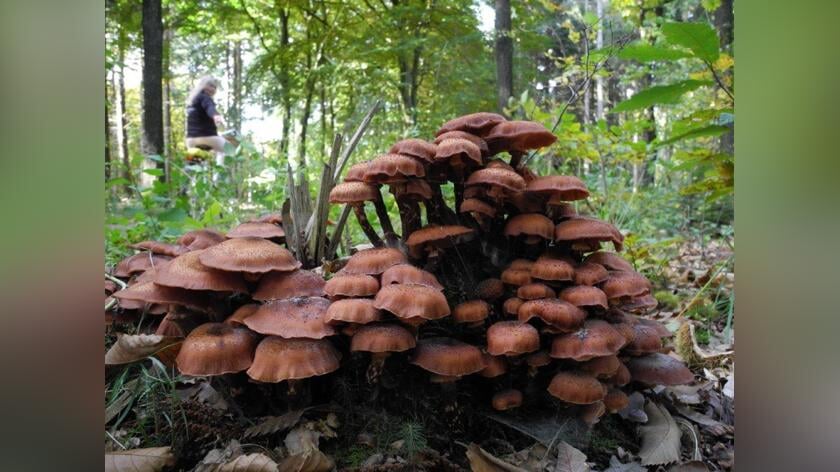 Natuurfoto’s: prachtige herfstbeelden