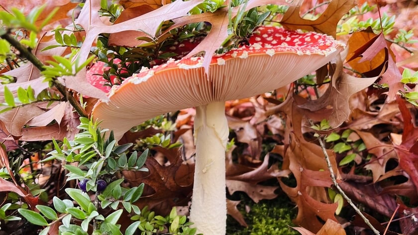 De Rooise herfst in beelden