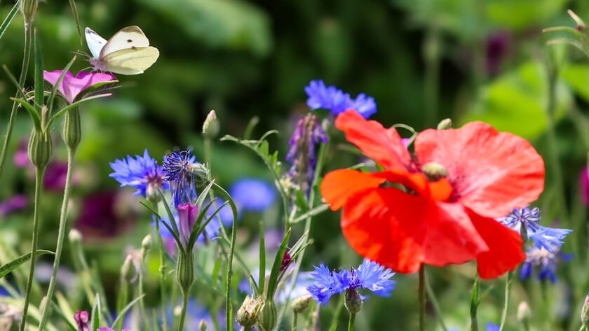 Als je samen zaait, bloeit er meer dan alleen bloemen