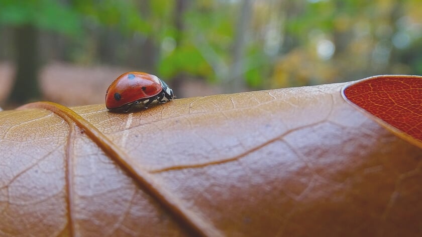 De herfst in beelden