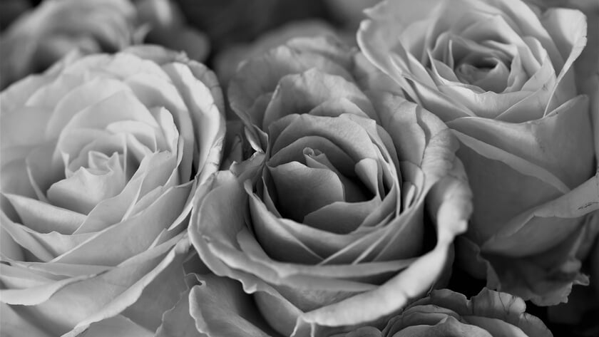 Albert Vreeswijk overleden