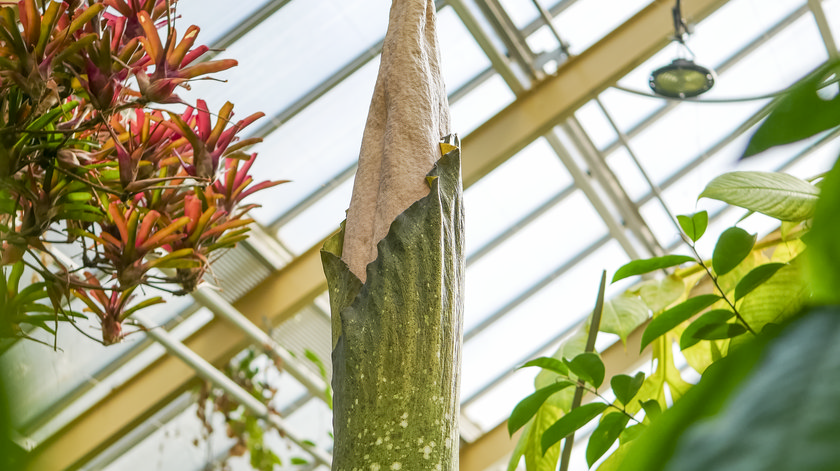 Zeldzame ‘penisplant’ na vijf jaar opnieuw in bloei in Hortus botanicus Leiden