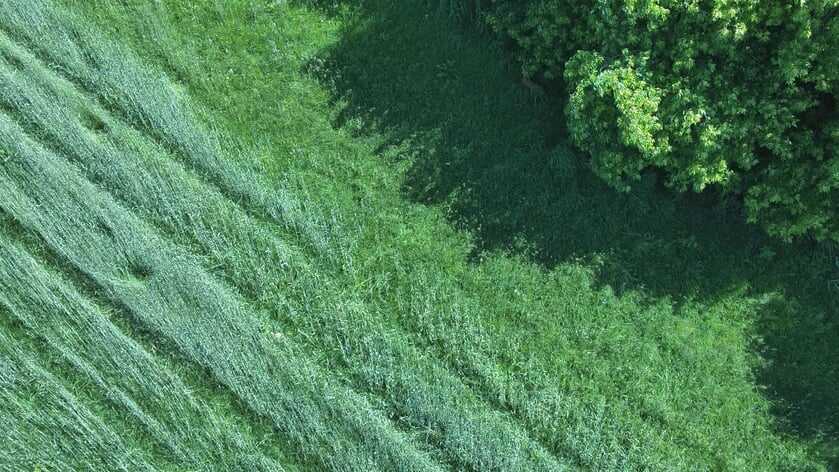 Veilig in het hoge gras