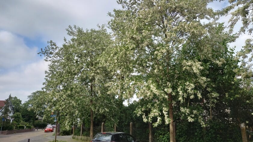 Bomen prachtig in bloei in Acacialaan in Baarn