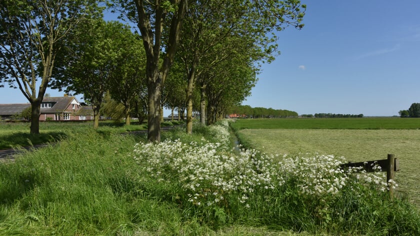 Pilot verwilderde katten in provincie Utrecht afgerond