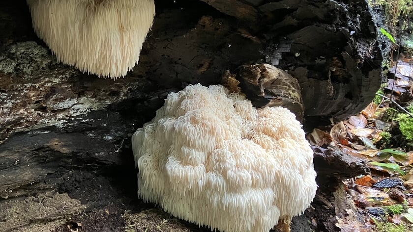 Herfst: overal gallen, paddenstoelen en eikels