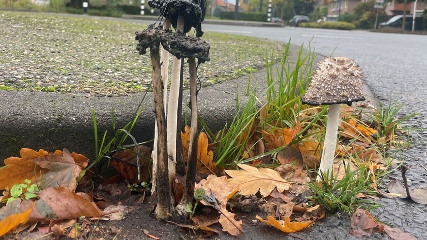 Inktzwammen op het asfalt