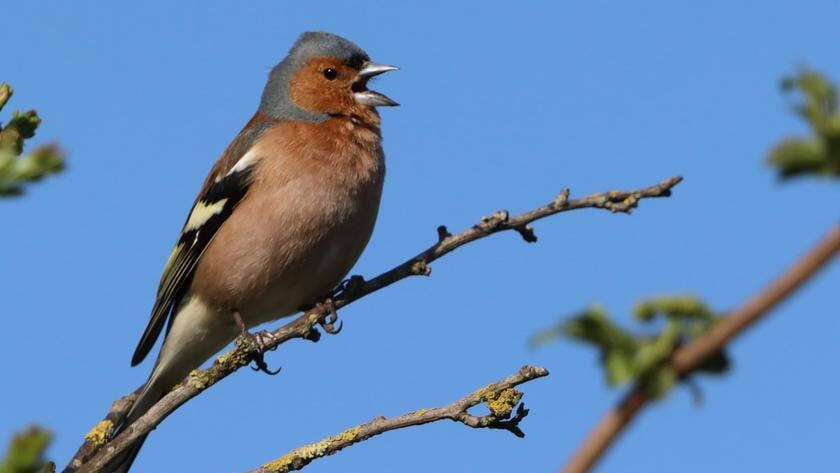 Over het bijvoeren van vogels