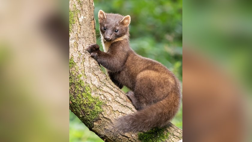 Ontdek kleine marters in het Streeknatuurcentrum Papendrecht