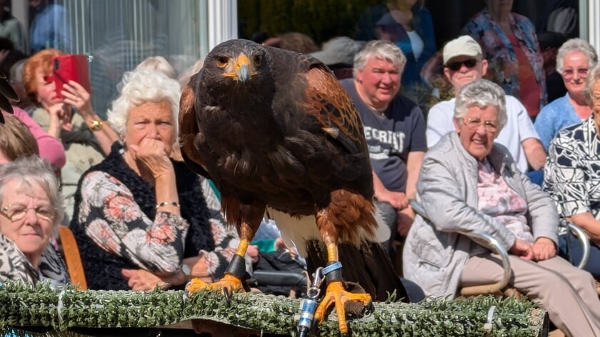 Leemgaarde vliegt de lente in met een roofvogelshow