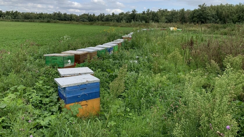Water Natuurlijk - Bijen-problemen