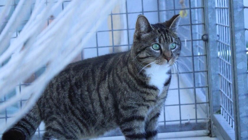 Kater Dirk zoekt een eigen plekje!