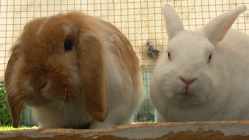 Maak kennis met leuk konijnenkoppel Noah en Benji