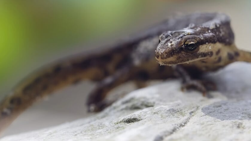 Iedere dag verliezen we meer kostbare natuur