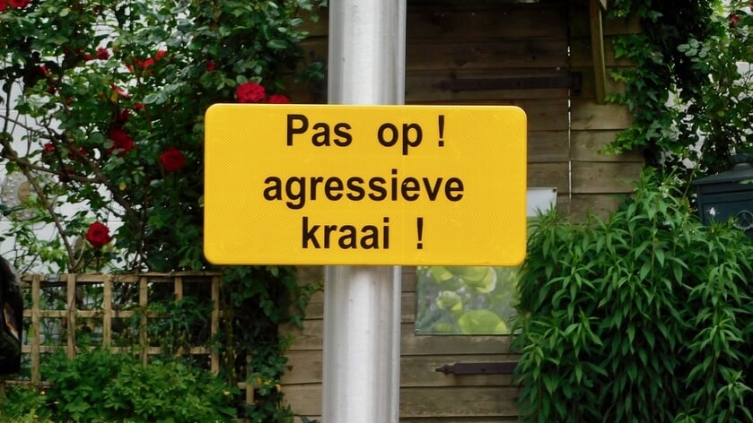 Agressieve kraai in ’s-Gravendeel