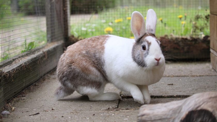 Bij De Dierenstee zoeken gezellige voedsters een leuke ram