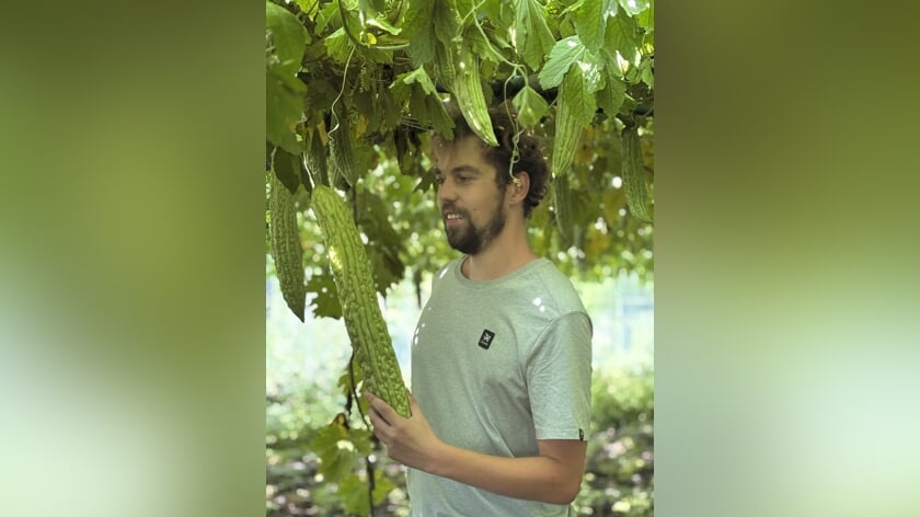 Rien Schilperoord kweekt allergrootste bittermeloen van de wereld !