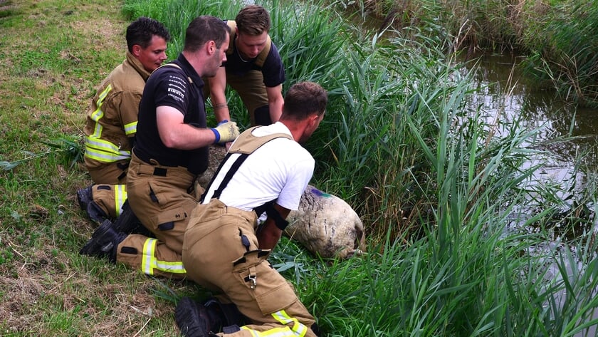 Brandweer Strijen zet schaap weer op het droge