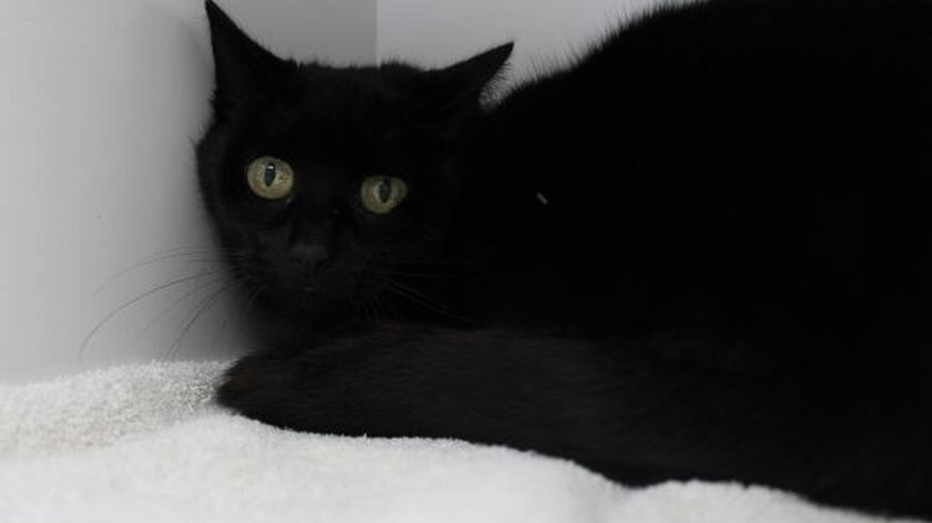 Coco, gesteriliseerde poes van 13 jaar jong, is echt het type ‘kat uit de boom kijken’
