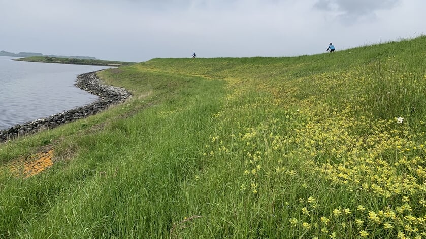 Bloemdijken: eindeloos touwtrekken