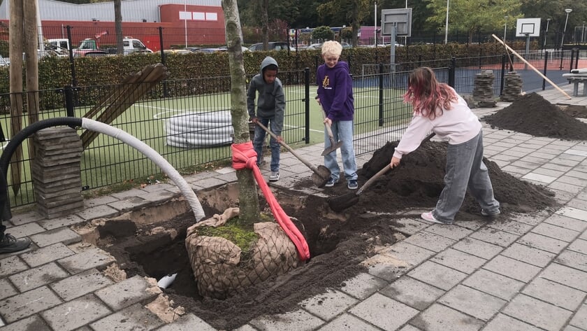 Groene groei bij IKC De Wereld op Centrum: vier volwassen beuken geplant