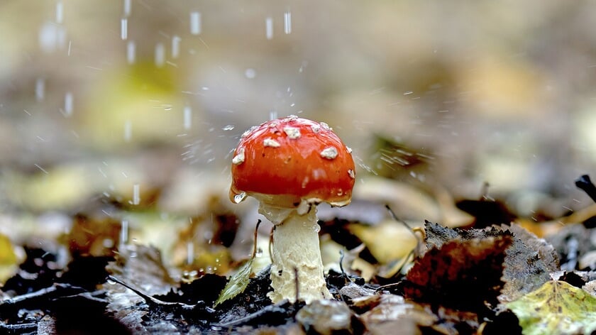 Rustig en meest droog herfstweer in herfstvakantie Regio Zuid