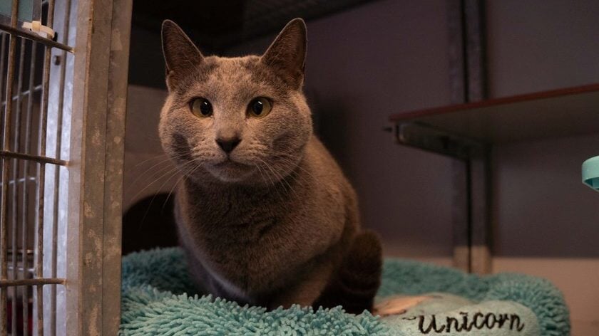 Praatgrage poes Thelma is gebaat bij baas met geduld en ervaring