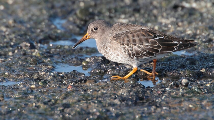 Op 6 november vogels kijken op de Brouwersdam
