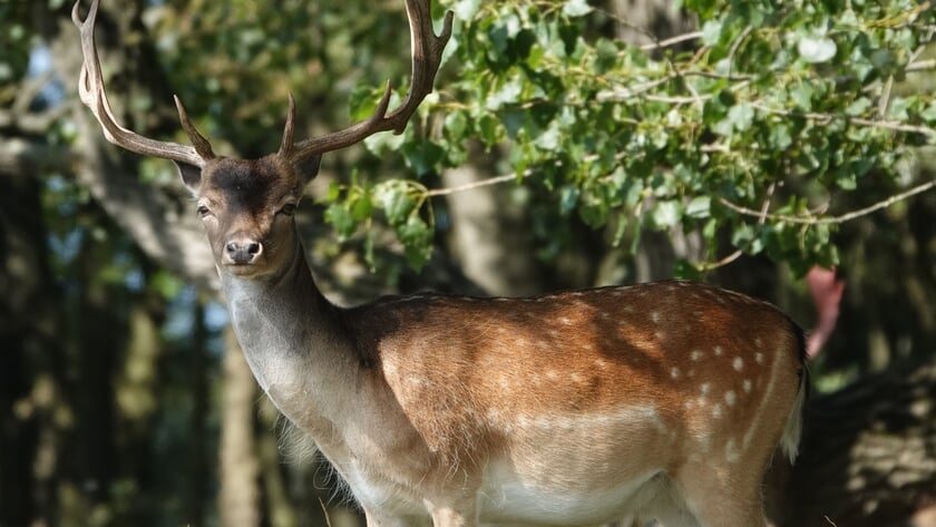Op zoek naar damherten