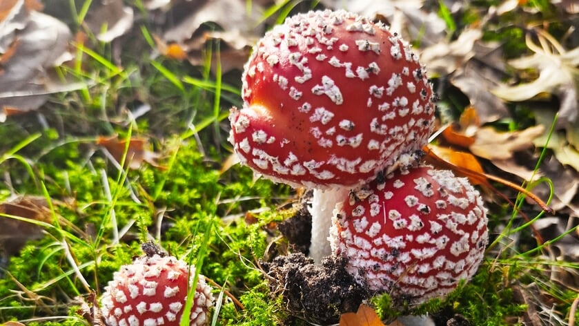 Herfst