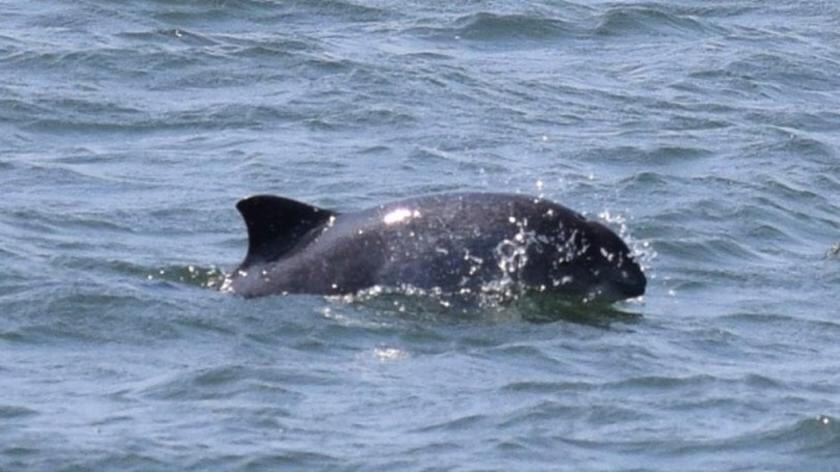 Hoeveel bruinvissen tel jij? Doe mee met de Walvisteldag in de Oosterschelde