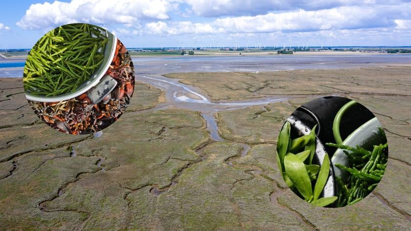 Provincie Zeeland verkort periode van traditioneel zeegroenten snijden