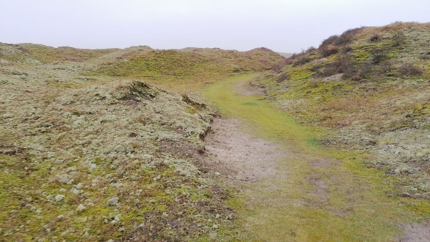 Uitbraak gevreesde konijnenziekte op Texel