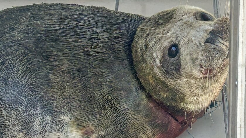 Zeehond ernstig verwond door nylon visdraad