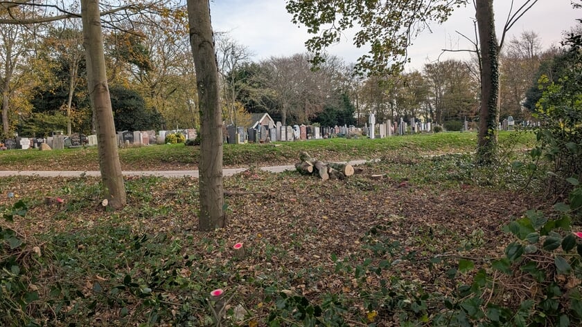 Flink snoeiwerk op algemene begraafplaats: “Rekening gehouden met egels”