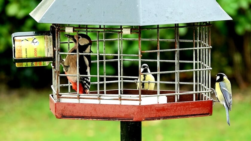 De lezersfoto - Herfst