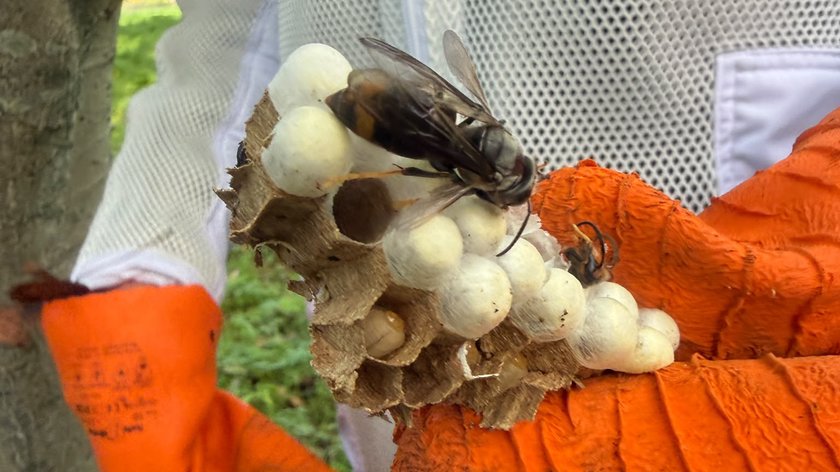 Weer nest geelpoothoornaars verwijderd