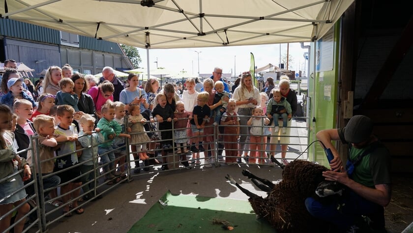 Voorjaar vrolijk ingeluid met schaapscheerdersfeest op kinderboerderij De Stekplek