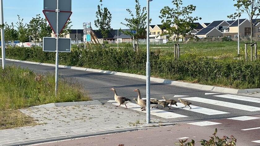 Bezorgde plaatsgenote waarschuwt: ‘let goed op de waggelende voetgangers’
