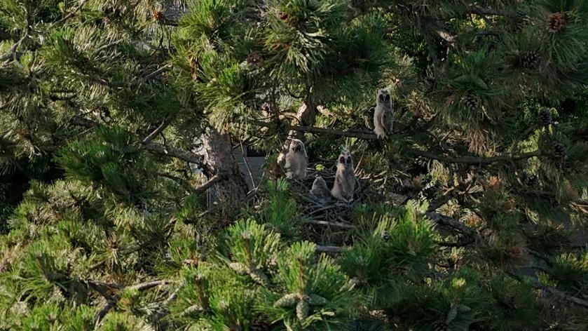 Bijzonder: een nest ransuilen op foto vastgelegd binnen de bebouwde kom van Urk