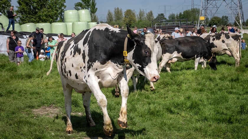 Honderden zien koeiendans bij kaasboerderij Speksnijder
