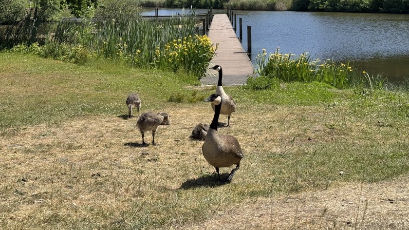Onrust bij PvdD over verdwenen ganzen uit Bredase stadsparken