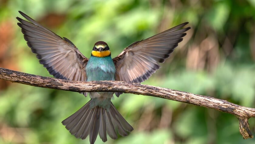 Meta de Ruijter maakt foto van de maand bij Image Totaal