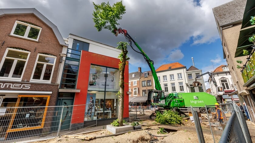 Duif gevlogen: boom weg