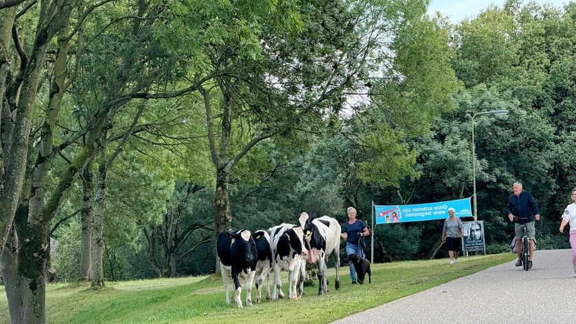 Ontsnapte koeien trekken woonwijk Rijswijk in