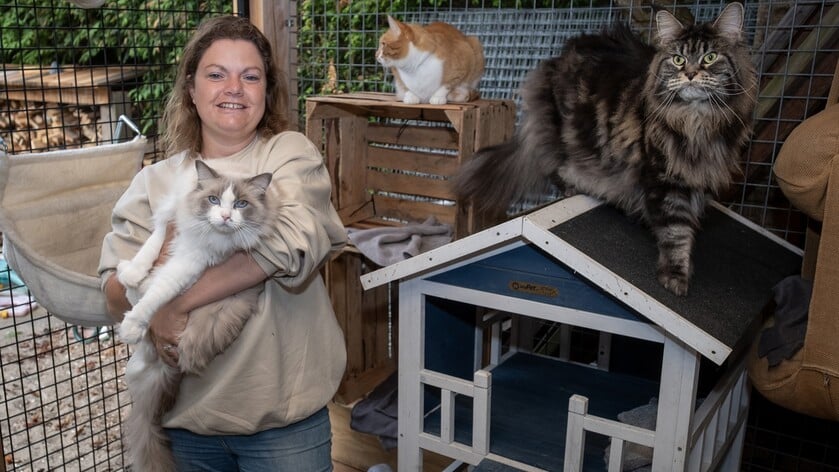 Kattenopvang Kyaros houdt open huis: ‘alles draait om comfort en aandacht’