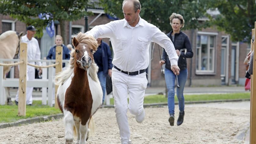 Bekijk hier het programma van de Paardenmarkt Ameide